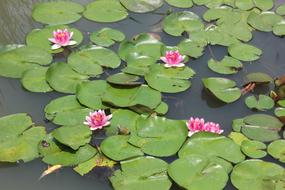 Pond Lotus Lily Aquatic