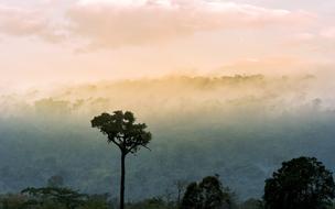 Nature Pa Thailand By