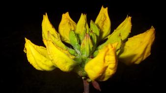 Nature Plant Leaf Plants