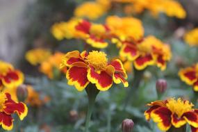 Flower Nature Summer