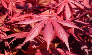 Leaf Japanese Maple Spring