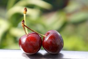 two berries on a background of trees