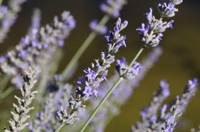 Lavender Aromatherapy Flower