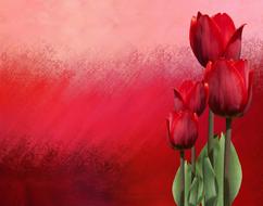 Spring Tulips Nature