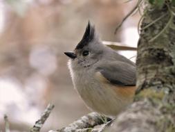 Nature Wildlife Outdoors