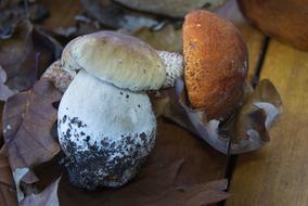 Boletus Ceps Mushrooms