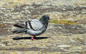 Dove Summer Mountain