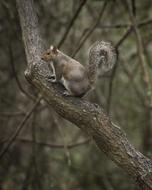 Wildlife Tree Nature