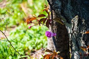 Cherry Spring Nature