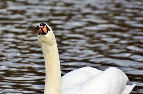 Swan Water Bird Schwimmvogel