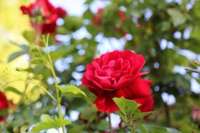 Red Rose Flower Nature