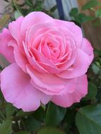 Flower Rose Pink