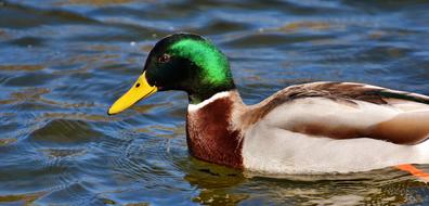 Duck Mallard Drake