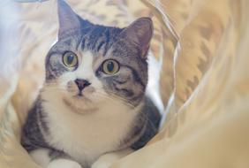 Animal Cute Cat