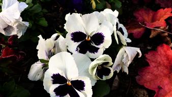 Flower Nature Thought Plant