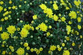 Nature Plants Flowers