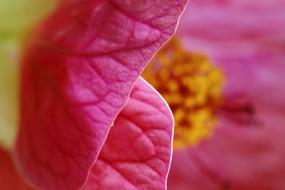Flower Hibiscus Pink