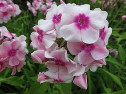 Flower Flowers Tender