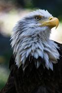 Birds Eagle Bird Of Prey Wild