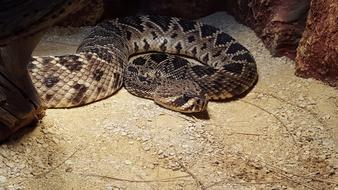 Snake Reptile Nature Animal