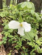 Trillium Flower Nature