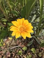 Plant Natural Flowers