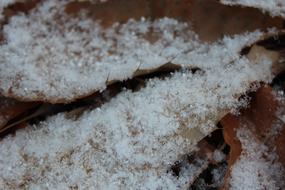 Nature Decision Frost The