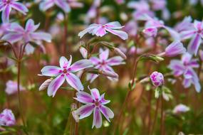Phlox Subulata Tamaongalie flowers