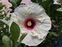 Hibiscus White Petals Ibisco