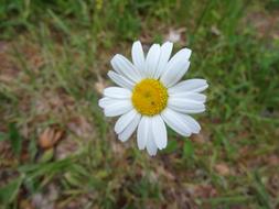 Margarétka Bloom Biela