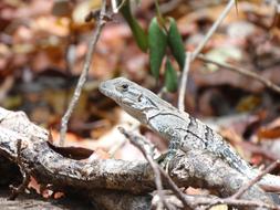 Closeup photo of lizard in Wild Life