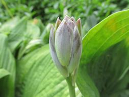 Flower Bud Blossom Leaf