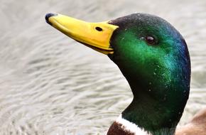 Duck Mallard Drake