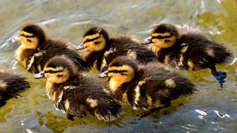 Mallard Chicks Baby