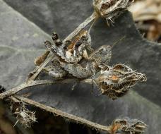 Nature Insect Wildlife