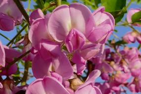 Acacia Okrasný Tree