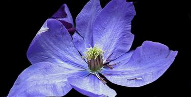 Nature Flower Clematis