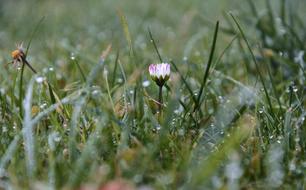 Nature Grass Meadow