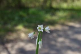 Bell Flower White South Australian