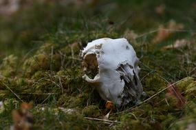 Nature Animal Life Animals