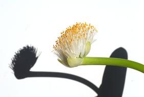 Plant Flower Krvokvět