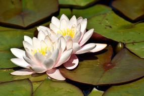 Water Lily Plant Aquatic
