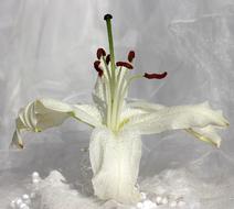 Lily Vase White