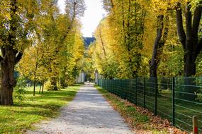 Autumn Tree Line avenue