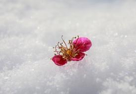 Valentine'S Day Flower In The Snow