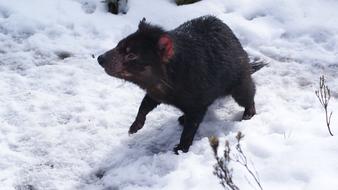 black rodent on snow in devils cradle nature reserve, australia