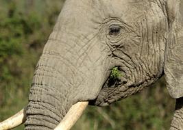 Elephant Wildlife Trunk