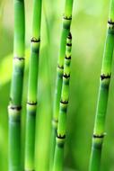 Bamboo Green Nature