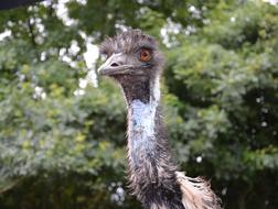 Emu Big Bird Nature