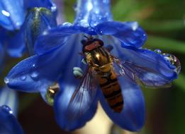 Nature Flower Insect